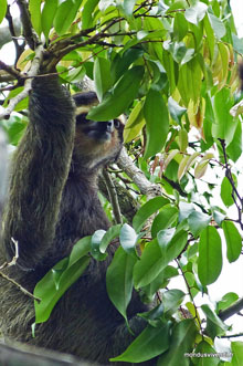 Paresseux - Costa Rica